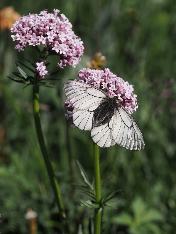 モンゴル ウスバキチョウなど